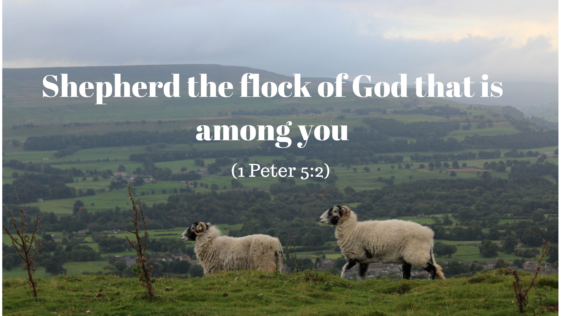 shepherd of another flock david wilbourne